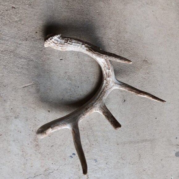 Deer Antler Sheds Texas Farmhouse Decor Point Nature Rustic Display Collection - Picture 2 of 3